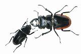 insect stag beetle bug kiss