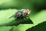 insect fly macro