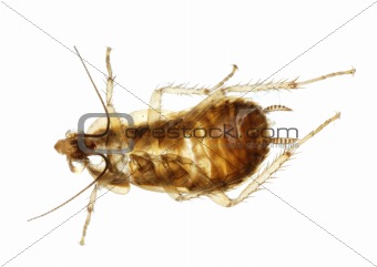 Cockroach insect molt