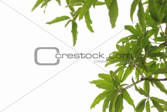  nature green leaf 