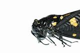 insect cicada bug isolated
