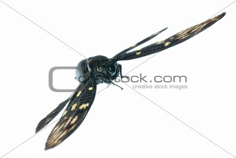 fly insect cicada bug isolated
