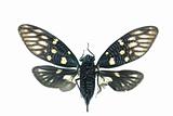 insect cicada bug isolated