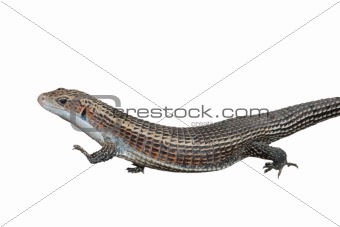 reptile animal lizard isolated in white