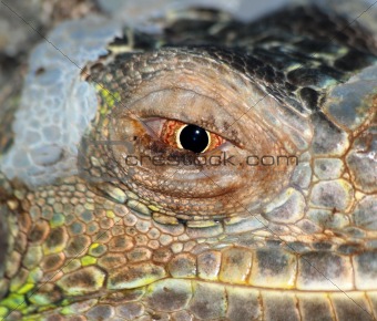 reptile animal lizard eye
