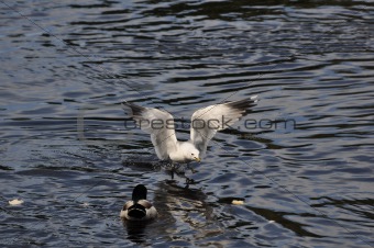 Common Gull