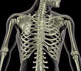 Skeleton showing close up of rib cage
