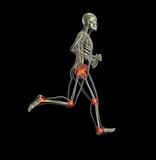 Running skeleton
