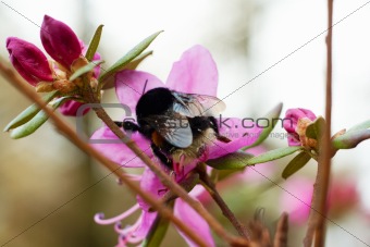 Bumble-bee collects nectar on pink flower