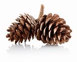 two pinecones on branch