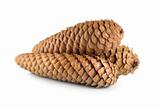 Dry pine cone isolated