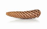 Dry pine cone