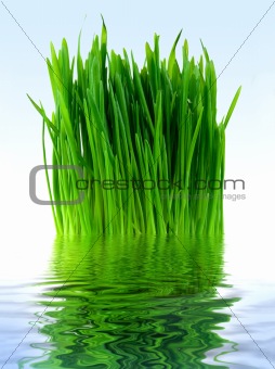 Green grass in the blue water
