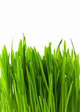 Green pratal grass