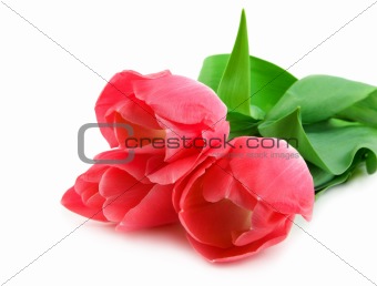 Three beautiful pink tulips