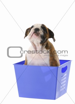 puppy in a basket