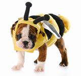puppy dressed up as a bee