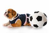 puppy with socce rball
