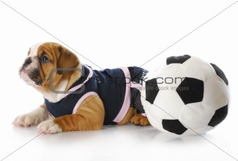 puppy with socce rball