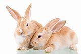 two beautiful bunnies