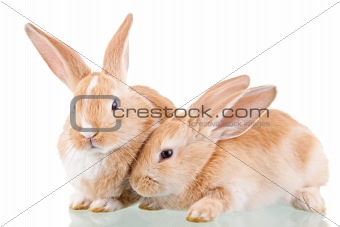 two beautiful bunnies