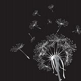 silver dandelion in the wind