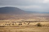 Herd of zebras and wildebeest in Ngorongo Crater, Tanzania, Africa