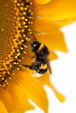 Bumblebee on a sunflower on a white background