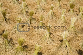 Rice harvest 
