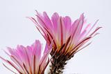 Bend cactus flower