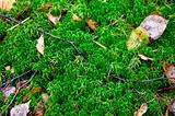 leave on ground covered by moss