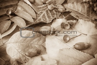 Fallen autumn leave
