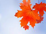 Red fall maple tree leaves on blue sky background.