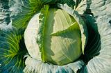 head of cabbage growing 