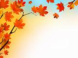 Autumn background with maple leaves and blue sky.