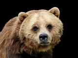 Close-up sad Grizzly bear looking at camera isolated on black