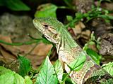 Green lizard close-up