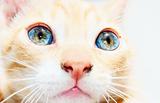 Kittens eyes