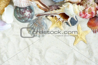  shells 