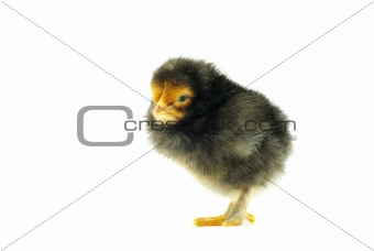  baby chicken 
