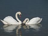 Two Swans, Cygnus olor
