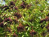 Ripe elderberry on bush