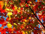 colorful maple leaves in autumn