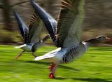 Anser anser, Greylag Goose, starting to fly