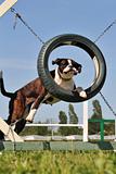 boxer in agility