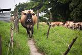 Costa Rican cow