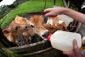Hungry calf on Costa Rican dairy farm