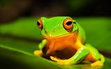 Beautiful Orange thighed green treefrog on a leeaf