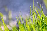 Water drops and grass