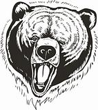 Grizzly  Bear  head